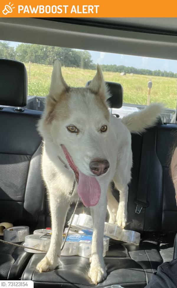 Found/Stray Male Dog last seen Granger, County Rd 428 Williamson, TX 76530