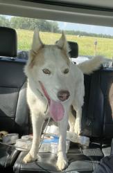 Found/Stray Male Dog last seen Granger, County Rd 428 Williamson, TX 76530