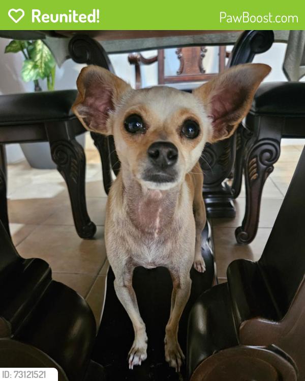 Reunited Female Dog last seen Cheyenne and Torrey pines, Las Vegas, NV 89108