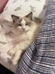 Lost Female Cat last seen Ruxshire, Arnold, MD 21012