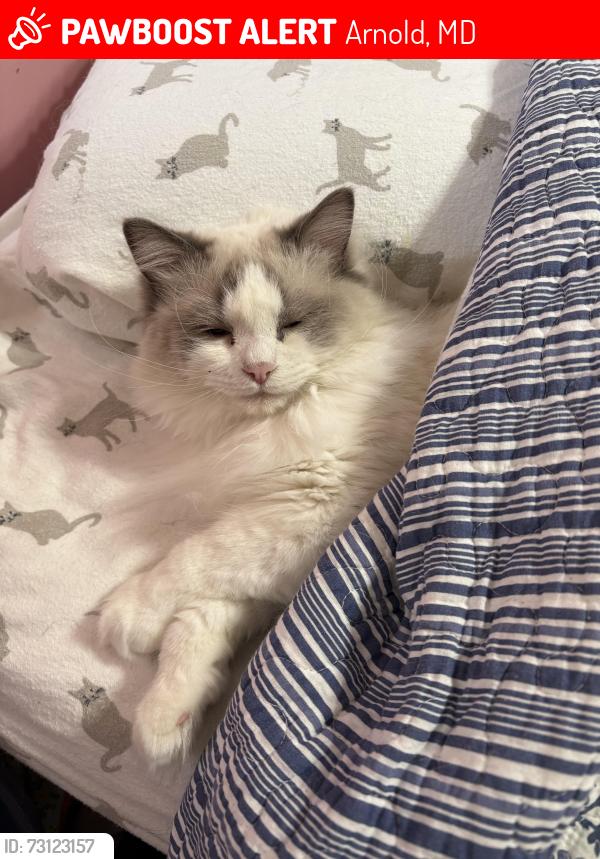 Lost Female Cat last seen Ruxshire, Arnold, MD 21012