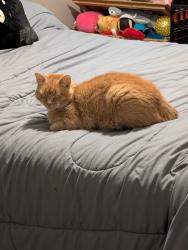 Lost Male Cat last seen Mountain road, Cheyenne, WY 82009