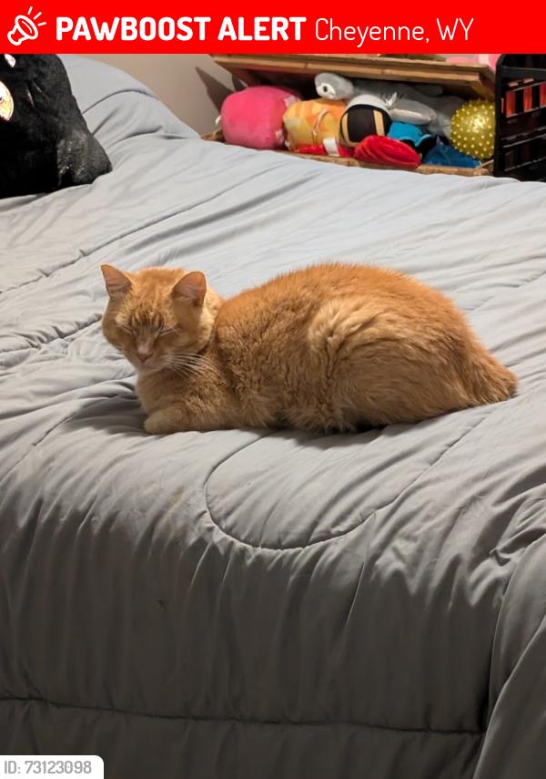Lost Male Cat last seen Mountain road, Cheyenne, WY 82009