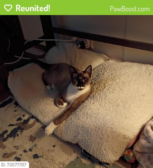 Reunited Male Cat last seen Hey 92 and Falkenburg Rd, Tampa, FL 33610