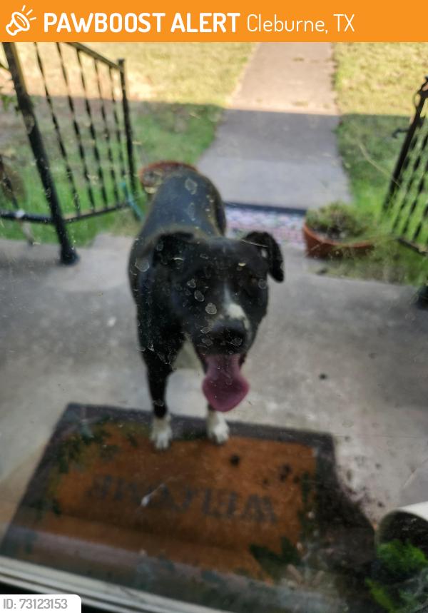 Found/Stray Female Dog last seen Granbury, Cleburne, TX 76033
