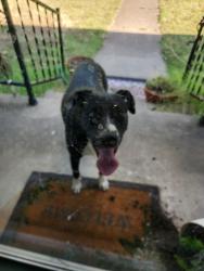 Found/Stray Female Dog last seen Granbury, Cleburne, TX 76033