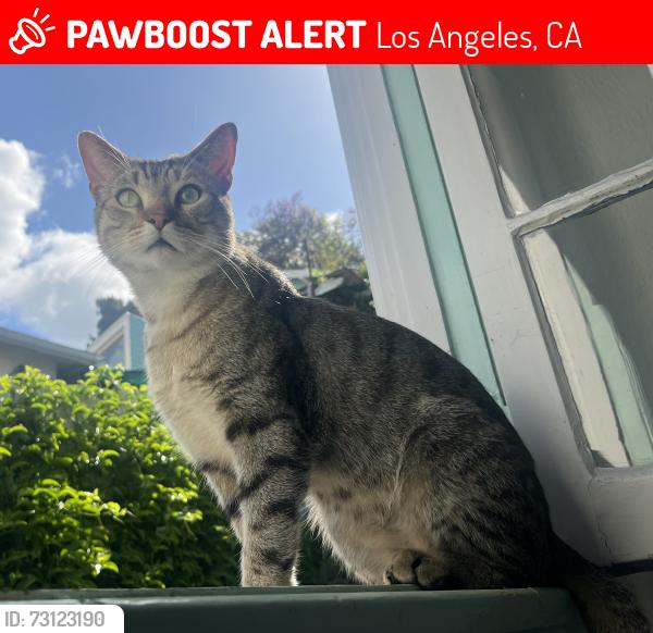 Lost Male Cat last seen Morton Avenue near entrance to Elysian Park, Los Angeles, CA 90026