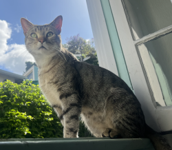 Lost Male Cat last seen Morton Avenue near entrance to Elysian Park, Los Angeles, CA 90026