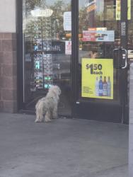 Found/Stray Unknown Dog last seen circle k nogales and valenci, Tucson, AZ 85706