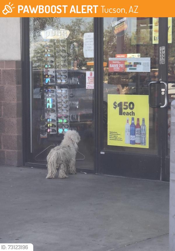 Found/Stray Unknown Dog last seen circle k nogales and valenci, Tucson, AZ 85706