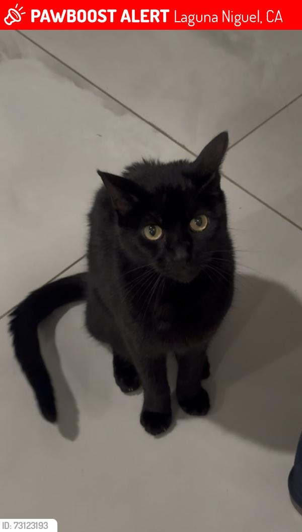 Lost Male Cat last seen hermosa, Laguna Niguel, CA 92677