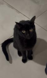 Lost Male Cat last seen hermosa, Laguna Niguel, CA 92677