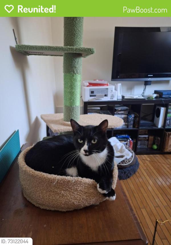 Reunited Female Cat last seen Frobisher and pongrave, Saint-Bruno-de-Montarville, QC J3V 2M4