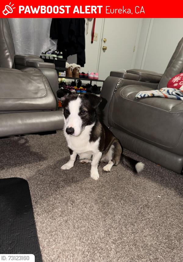 Lost Male Dog last seen Hudson and Manzanita, Eureka, CA 95503