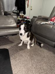 Lost Male Dog last seen Hudson and Manzanita, Eureka, CA 95503