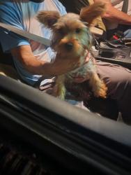 Found/Stray Male Dog last seen Near ave, Miami, FL 33135