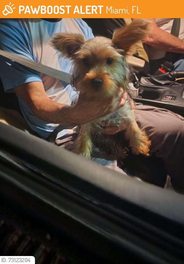 Found/Stray Male Dog last seen Near ave, Miami, FL 33135