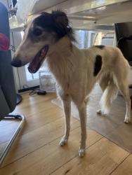 Reunited Unknown Dog last seen Barrett and holiday lane, Santa Ana, CA 92705