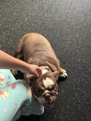 Reunited Female Dog last seen Calamoso and preston, Port St. Lucie, FL 34983
