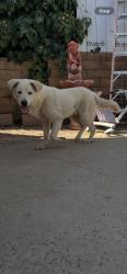 Lost Male Dog last seen Hemlock and morrison, Moreno Valley, CA 92555
