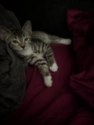 Reunited Male Cat last seen Burbank Blvd., woodland Hills, Los Angeles, CA 91367