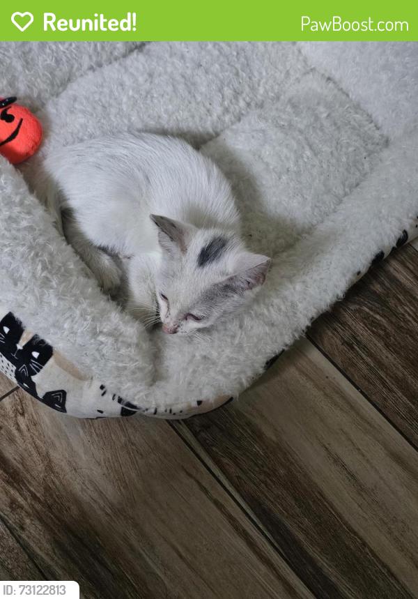 Reunited Male Cat last seen Eastcape, Webster, TX 77598