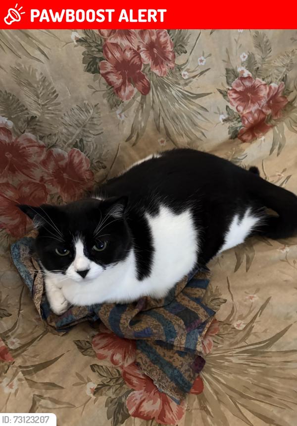 Lost Female Cat last seen Near Hidden Forest Drive, Thurston County, WA 98513