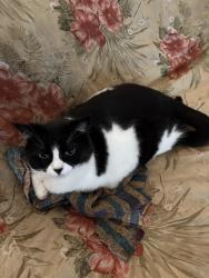 Lost Female Cat last seen Near Hidden Forest Drive, Thurston County, WA 98513