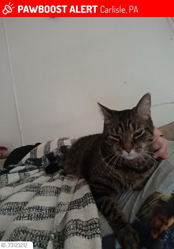 Lost Male Cat last seen Near north college st, Carlisle, PA 17013
