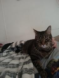 Lost Male Cat last seen Near north college st, Carlisle, PA 17013