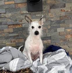 Reunited Female Dog last seen Near North Ave, Millvale, PA 15209, Pittsburgh, PA 15209