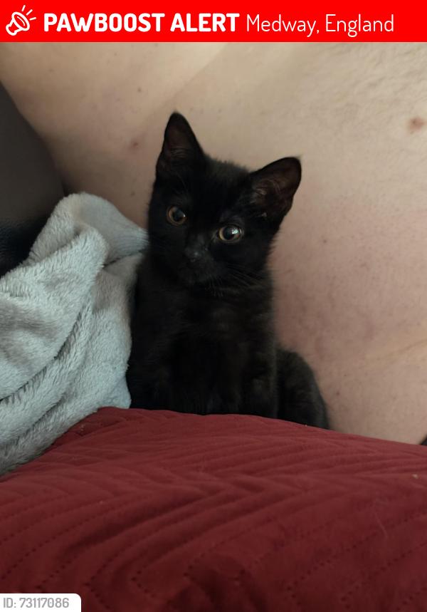 Lost Female Cat last seen cross street, Strood, Me23ae, Medway, England 