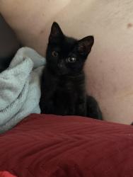 Lost Female Cat last seen cross street, Strood, Me23ae, Medway, England 