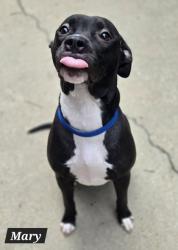 Shelter Stray Female Dog last seen Mallory Street, Hampton, VA, 5843 Jefferson Ave, Newport News, VA 23605, USA