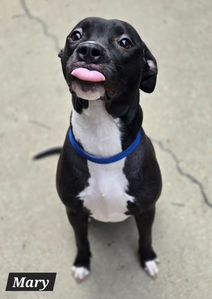 Shelter Stray Female Dog last seen Mallory Street, Hampton, VA, 5843 Jefferson Ave, Newport News, VA 23605, USA