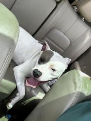 Found/Stray Male Dog last seen Sonic 122nd and penn, Oklahoma City, OK 73120