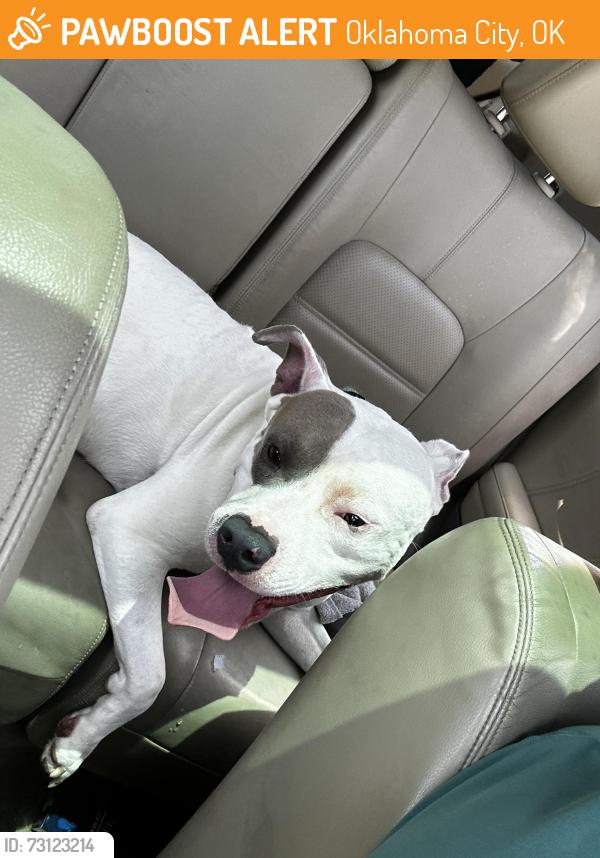 Found/Stray Male Dog last seen Sonic 122nd and penn, Oklahoma City, OK 73120