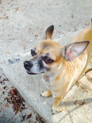 Reunited Female Dog last seen Myra Ave and L street, Chula Vista, CA 91910