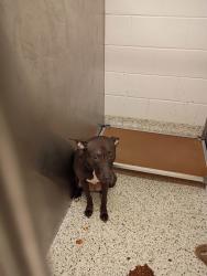 Shelter Stray Female Dog last seen Lottie Miller Boulevard, College Park, GA, 1251 Fulton Industrial Blvd NW, Atlanta, GA 30336, USA