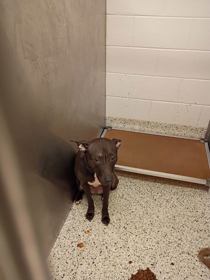 Shelter Stray Female Dog last seen Lottie Miller Boulevard, College Park, GA, 1251 Fulton Industrial Blvd NW, Atlanta, GA 30336, USA
