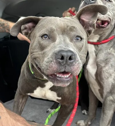 Shelter Stray Female Dog last seen Near Jonesboro Road SE, Atlanta, GA, 1251 Fulton Industrial Blvd NW, Atlanta, GA 30336, USA