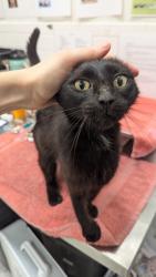 Shelter Stray Female Cat last seen Near OAKSIDE DR SW, Atlanta,, 1251 Fulton Industrial Blvd NW, Atlanta, GA 30336, USA