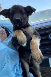 Shelter Stray Male Dog last seen S Henderson Rd & S Grantland Ave, Raisin City Zone Fresno CO 1A 93652,, 1510 W Dan Ronquillo Dr, Fresno, CA 93706, USA