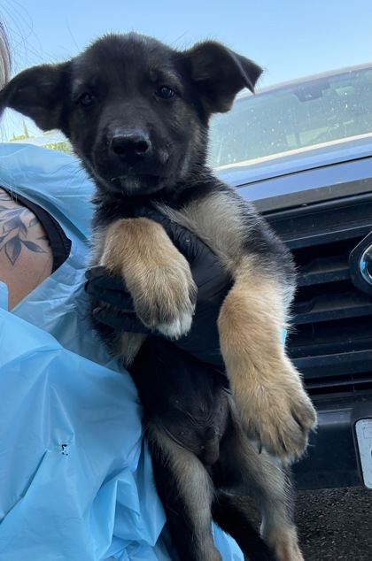 Shelter Stray Male Dog last seen S Henderson Rd & S Grantland Ave, Raisin City Zone Fresno CO 1A 93652,, 1510 W Dan Ronquillo Dr, Fresno, CA 93706, USA