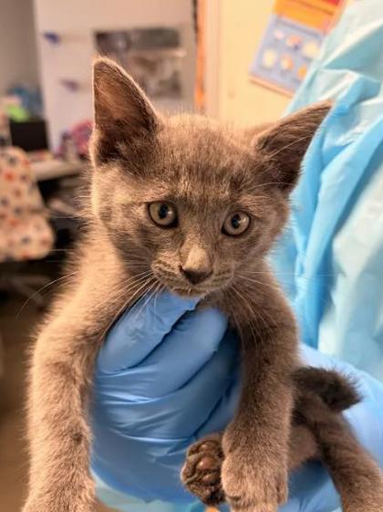 Shelter Stray Female Cat last seen Shaw Ave & Clovis Ave, Clovis Zone Clovis City 4 93612, CA, 1510 W Dan Ronquillo Dr, Fresno, CA 93706, USA
