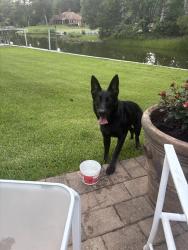 Reunited Female Dog last seen Chewink ct and bobolink dr, Virginia Beach, VA 23451