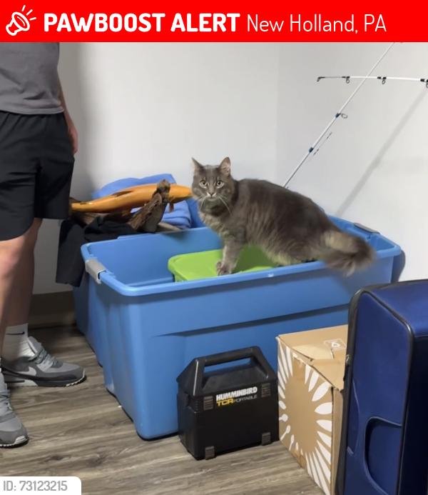 Lost Male Cat last seen Oak Street, Palermo's, Exxon, New Holland, PA 17557