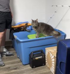 Lost Male Cat last seen Oak Street, Palermo's, Exxon, New Holland, PA 17557