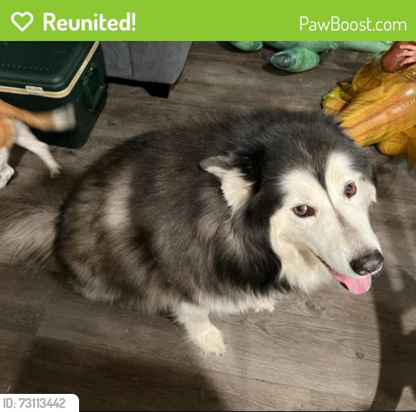 Reunited Female Dog last seen Lunar Eclipse and Paria Canyon, Converse, TX 78109