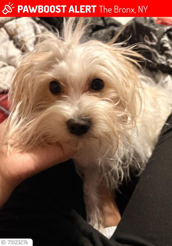Lost Male Dog last seen Near east 225th st, The Bronx, NY 10466